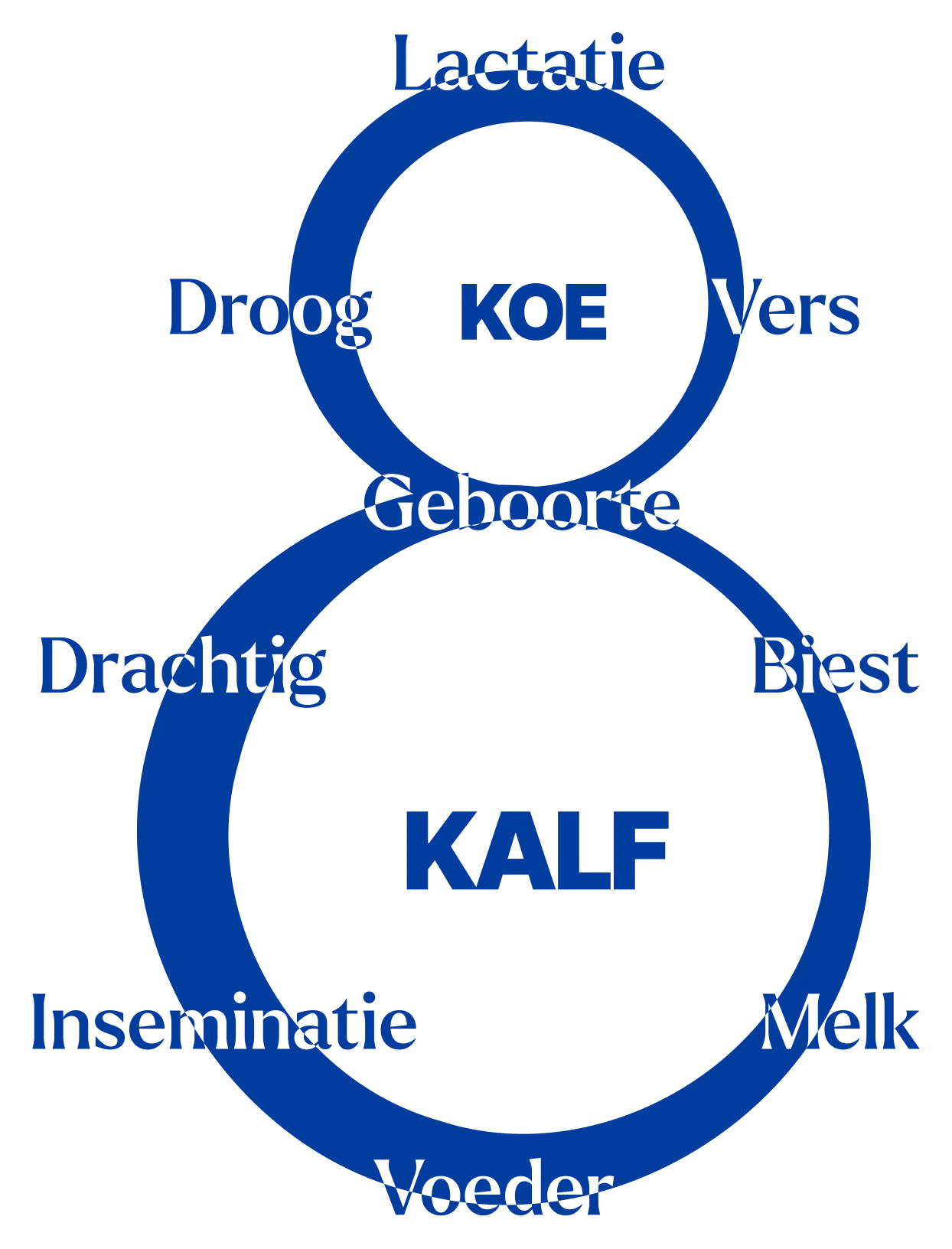 De 8 - de aaneensluitende cyclus van koe en kalf met de belangrijkste fasen. 
